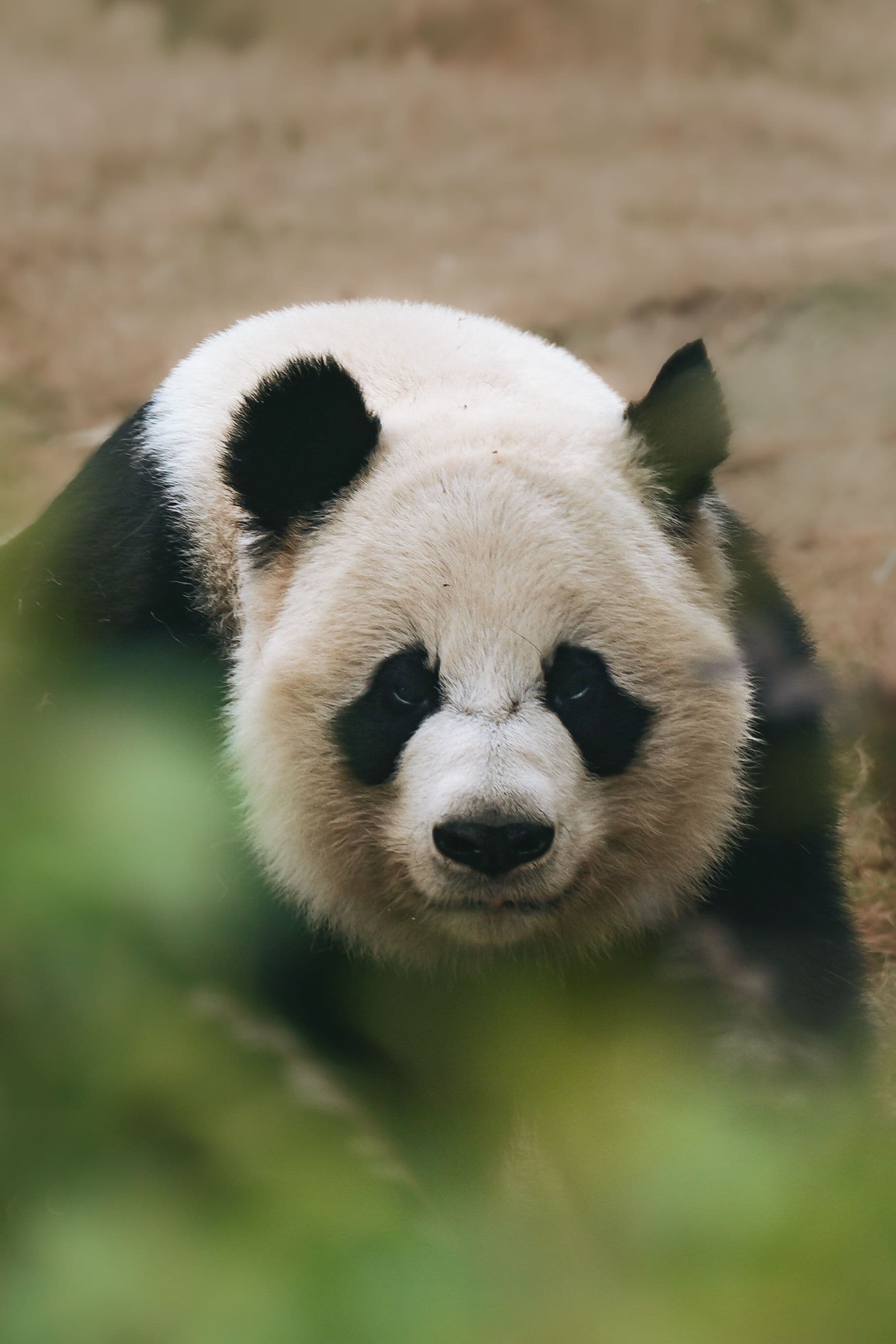 Chengdu · 2